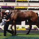 Promising stayer Leebaz... Promising stayer Leebaz...